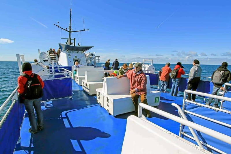 Reykjavik: Whale Watching Tour with Expert Guide - Who will enjoy this trip most?