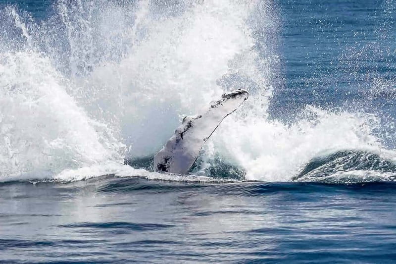 Reykjavik: Whale Watching Tour with Expert Guide - What you might see in the bay