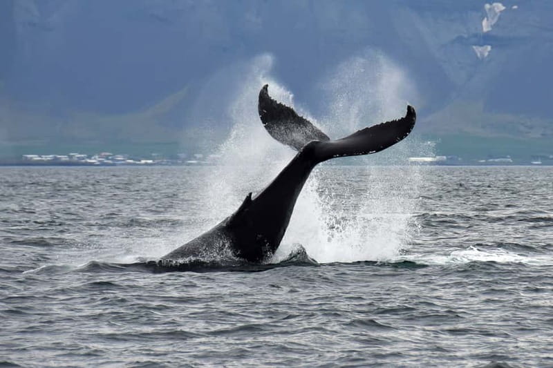 Reykjavik: Whale Watching Tour with Expert Guide - Cruising into Faxaflói Bay