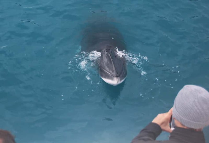 Reykjavik: Whales and Puffins Express Cruise Combo Tour - What to bring and how to improve your chances