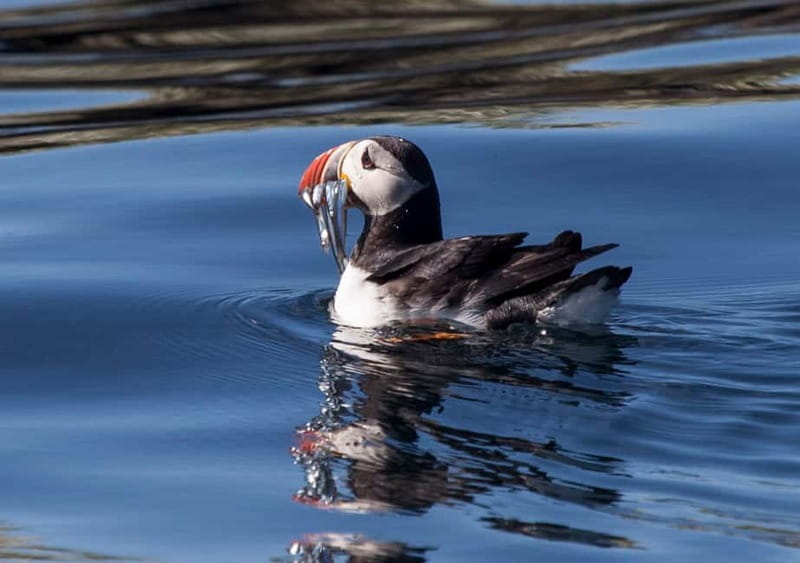 Reykjavik: Whales and Puffins Express Cruise Combo Tour - Two boats, two very different wildlife trips