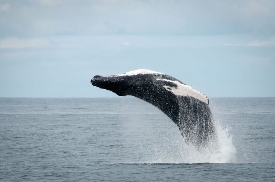 Reykjavik: Whales and Puffins Express Cruise Combo Tour - What the guides add to the day