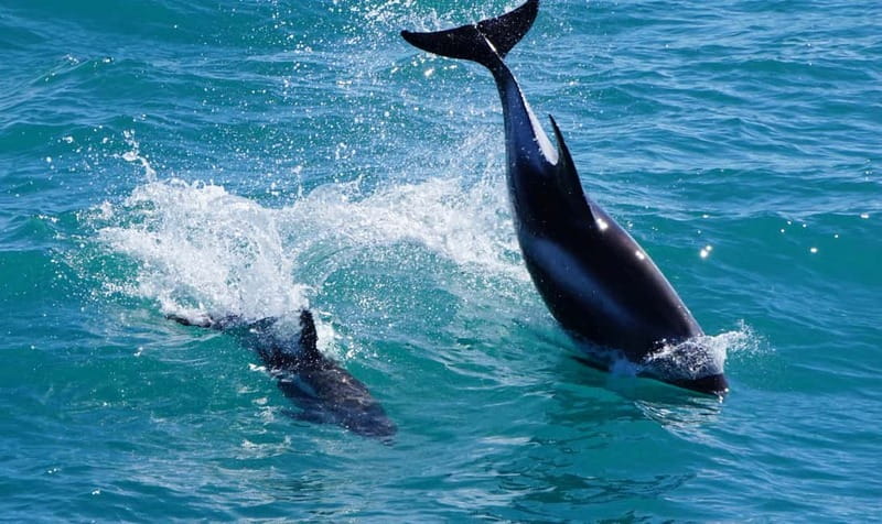 Reykjavik: Whales and Puffins Express Cruise Combo Tour - How to plan the timing