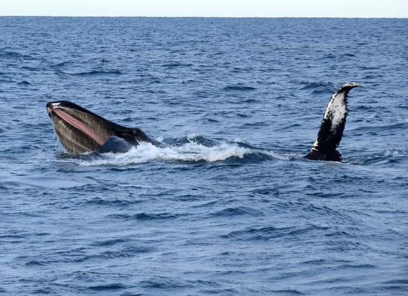 Reykjavik: Whales and Puffins Express Cruise Combo Tour - Is $148 a fair price?