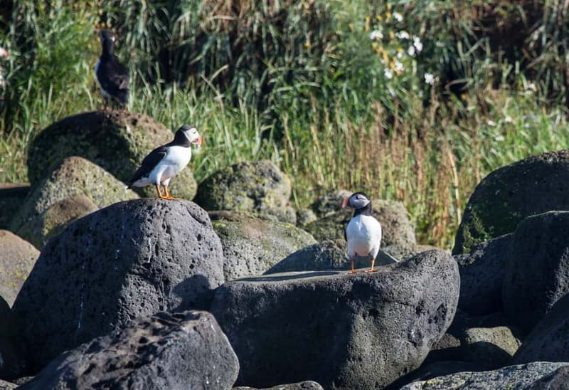 Reykjavik: Whales and Puffins Express Cruise Combo Tour - Best season and best type of visitor