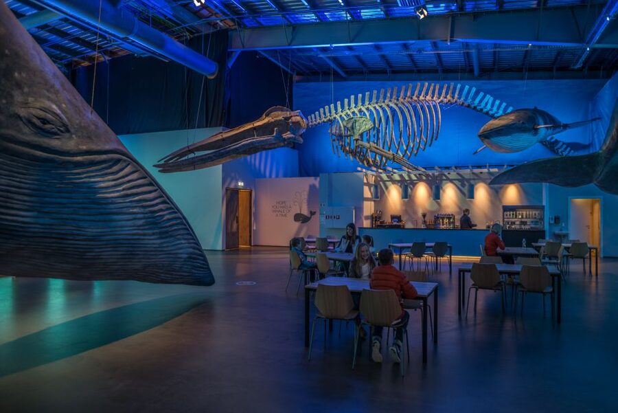 Reykjavik: Whales of Iceland Museum Entrance Ticket - Practical details worth knowing