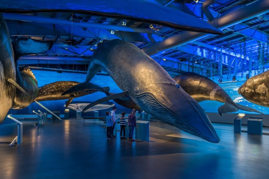 Reykjavik: Whales of Iceland Museum Entrance Ticket - Interactive exhibits that make the science easier
