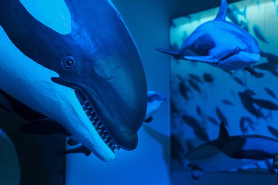 Reykjavik: Whales of Iceland Museum Entrance Ticket - How long to allow, and how to get your money’s worth