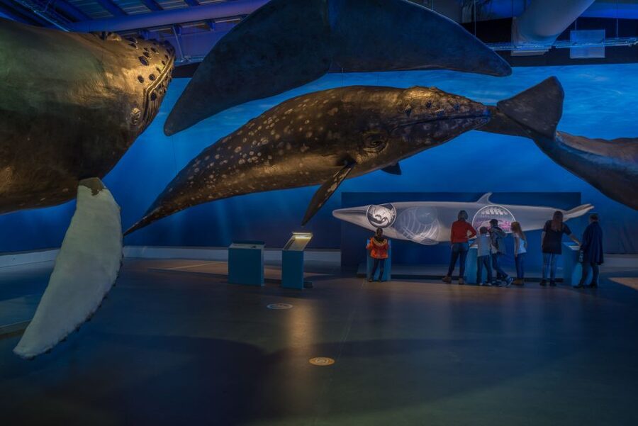 Reykjavik: Whales of Iceland Museum Entrance Ticket - Best times to fit it into a Reykjavík day