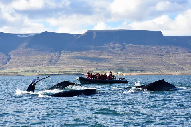 RIB boat express: Whales, Eyjafjord and Akureyri - Quick points to know