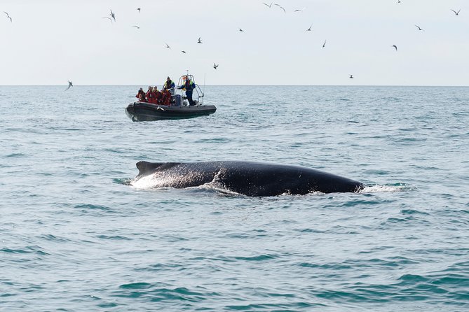 RIB boat express: Whales, Eyjafjord and Akureyri - A guide-led trip, not just a fast boat ride