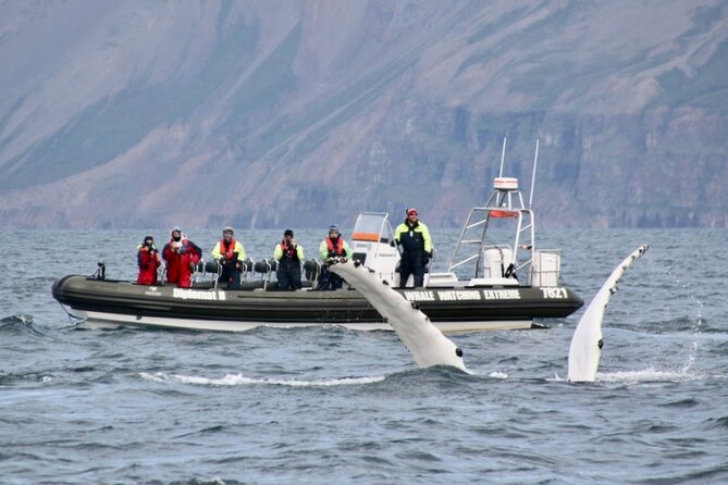 RIB boat express: Whales, Eyjafjord and Akureyri - What the two-hour itinerary feels like