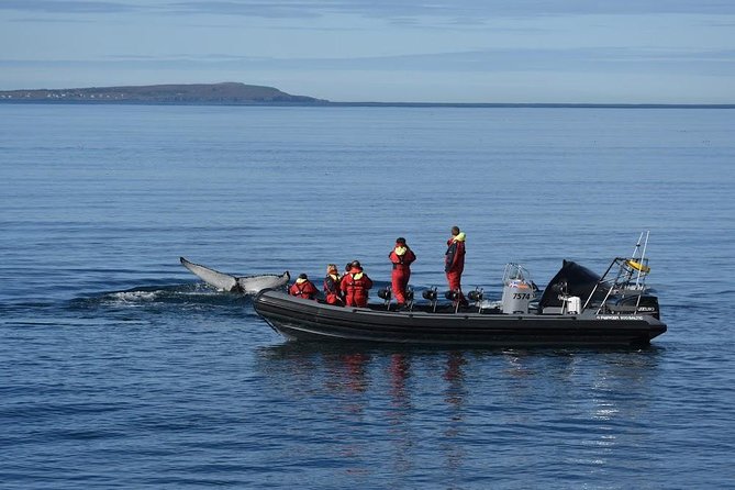RIB boat express: Whales, Eyjafjord and Akureyri - Weather, cancellations, and practical limits