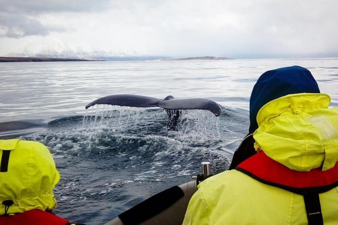 RIB boat express: Whales, Eyjafjord and Akureyri - Who should book this RIB boat tour?