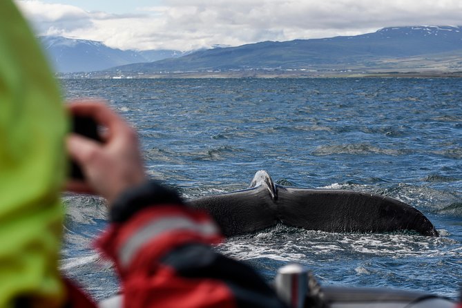 RIB boat express: Whales, Eyjafjord and Akureyri - Searching for humpbacks in Eyjafjord