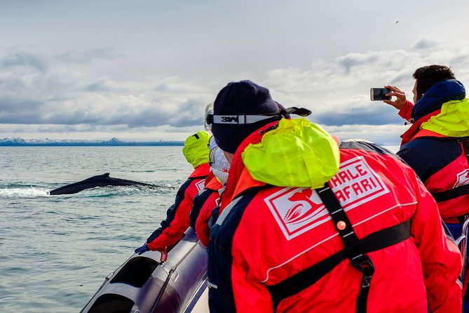 RIB Whale Watching Small-Group Boat Tour from Reykjavik - Puffins near Akurey, Engey, or Lundey