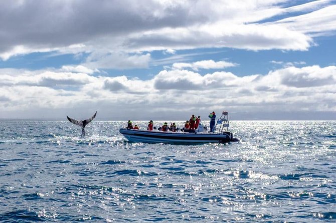 RIB Whale Watching Small-Group Boat Tour from Reykjavik - The RIB ride is part of the attraction