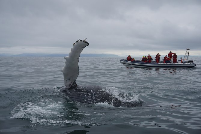 RIB Whale Watching Small-Group Boat Tour from Reykjavik - Ninety minutes searching Faxaflói Bay