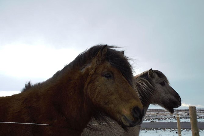 Small-Group Golden Circle Full-Day Tour from Reykjavik - A realistic look at the pace and comfort