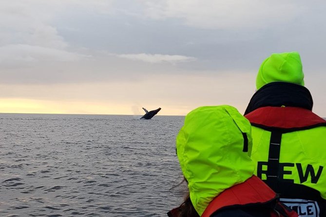 Small-group Whale Watching in the Midnight Sun from Reykjavík - Starting in Reykjavík’s Old Harbour