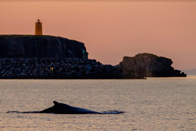 Small-group Whale Watching in the Midnight Sun from Reykjavík - Faxaflói and the hunt for whales