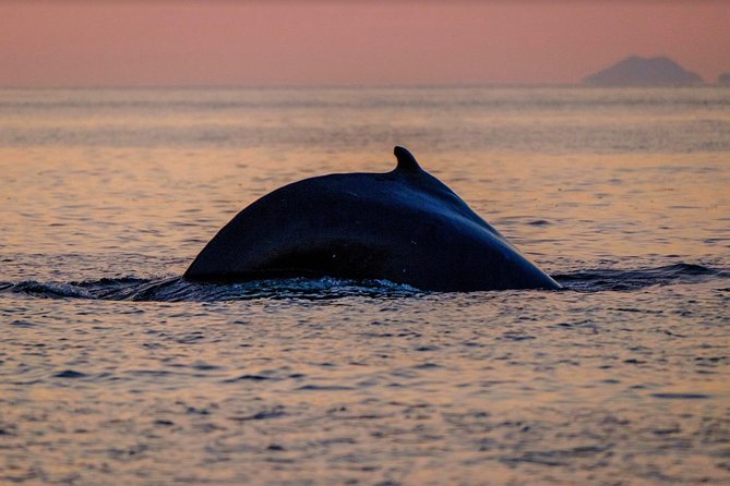 Small-group Whale Watching in the Midnight Sun from Reykjavík - What the guide and equipment add