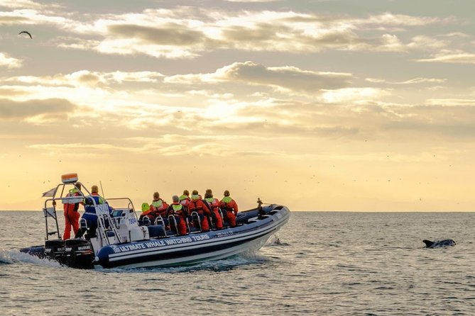 Small-group Whale Watching in the Midnight Sun from Reykjavík - Sun Voyager and the return to the harbor