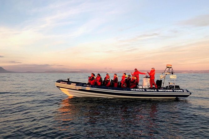 Small-group Whale Watching in the Midnight Sun from Reykjavík - Lundey and the puffin search