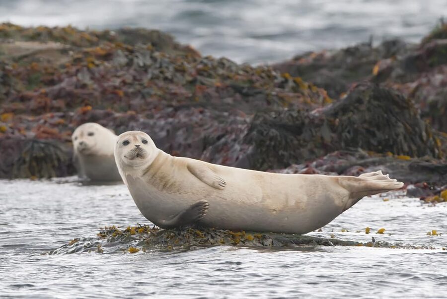 Snaefellsnes Peninsula Adventure: Small Group from Reykjavik - Djúpalónssandur is a black beach with a rough edge