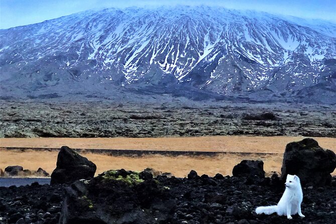 Snaefellsnes Peninsula Full Day Tour from Reykjavik - Ytri Tunga and the chance to see seals