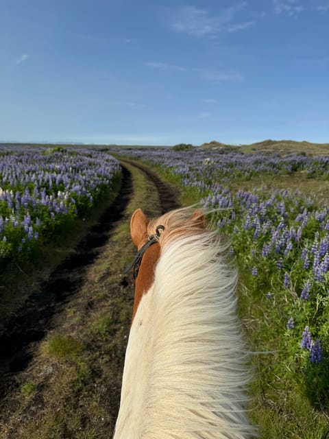 southern Iceland: Black beach riding tour - Clothing that can make or break the day