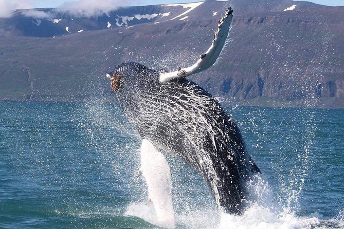 Speedboat Whale Watching Small-Group Tour in Reykjavik - Searching for whales, dolphins, and porpoises