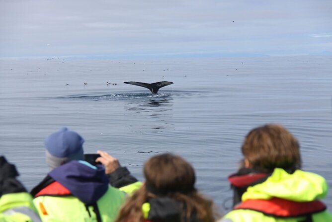 Speedboat Whale Watching Small-Group Tour in Reykjavik - Puffin Island and the birdlife of the bay