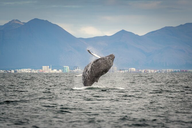 Speedboat Whale Watching Small-Group Tour in Reykjavik - Guides, captains, and the human side of the trip