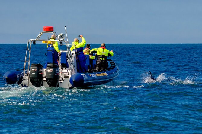 Speedboat Whale Watching Small-Group Tour in Reykjavik - The $164 price and what you receive