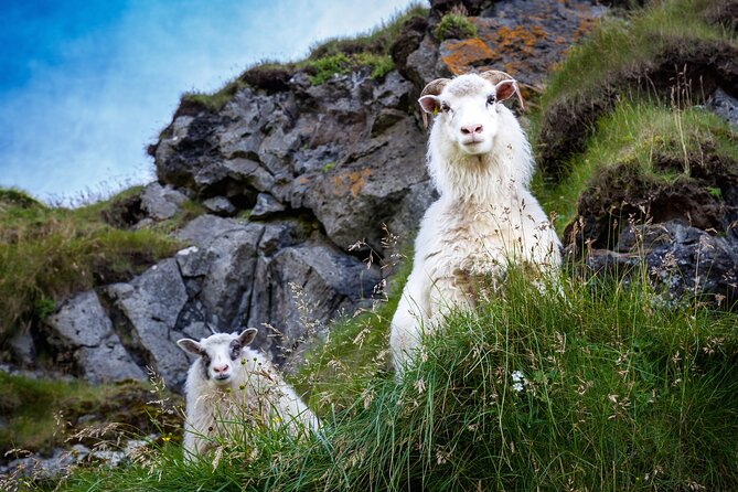 The Best of Vestmannaeyjar with Ebbi - Herjólfsdalur and the Island’s Viking Beginning