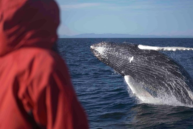 The Original Classic Whale Watching from Reykjavik - Setting out from Ægisgarður 5c