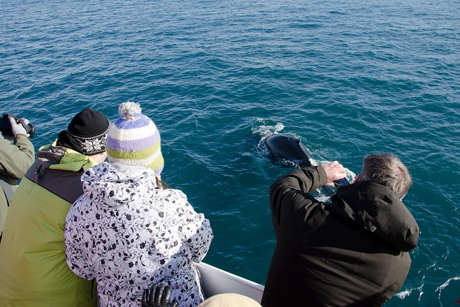The Original Classic Whale Watching from Reykjavik - What the guides add to the trip