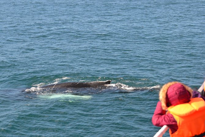 The Original Classic Whale Watching from Reykjavik - The wildlife guarantee and what it really means