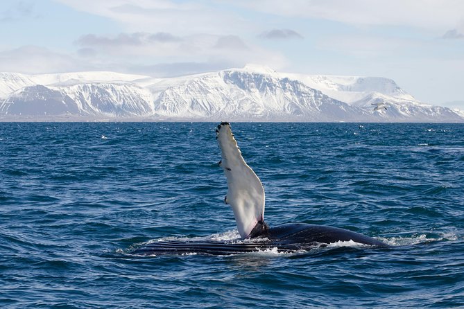 The Original Classic Whale Watching from Reykjavik - Staying warm on the open deck