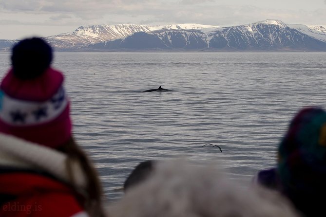 The Original Classic Whale Watching from Reykjavik - Respectful whale watching
