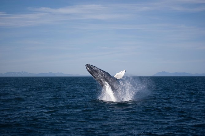 The Original Classic Whale Watching from Reykjavik - Is $105 a fair price?