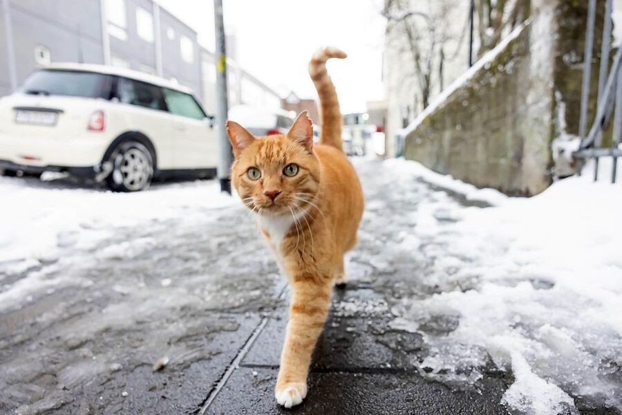 The Private Reykjavik CatWalk - Forty-five minutes at Reykjavik Cat Coffeehouse