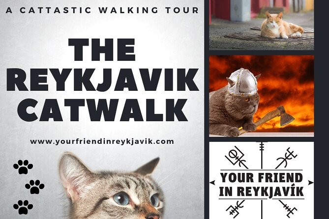 The Reykjavik Cat Walking Tour - What the guides add