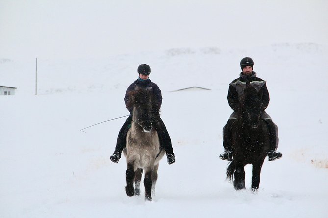 The Viking Horse Riding Experience in North Iceland - Meeting the Icelandic horse at Hestasport