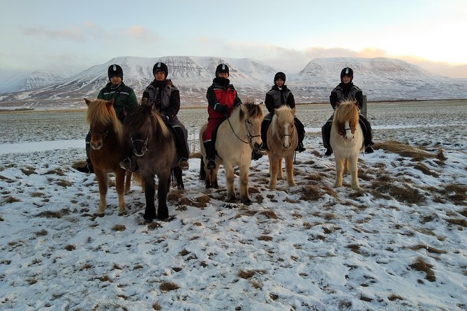 The Viking Horse Riding Experience in North Iceland - Why the horses suit first-time riders