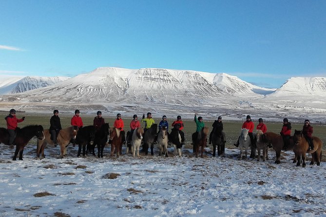 The Viking Horse Riding Experience in North Iceland - Learning the famous tölt
