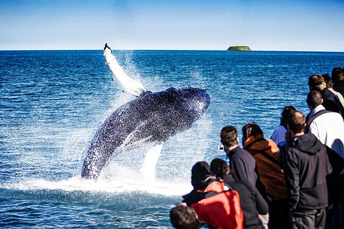 Traditional Oak Ship Whale Watching Tour From Husavik - Searching Skjálfandi Bay for whales