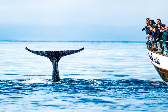 Traditional Oak Ship Whale Watching Tour From Husavik - Guides who make the sightings more meaningful