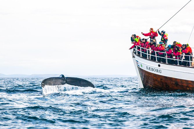Traditional Oak Ship Whale Watching Tour From Husavik - Warm clothing, cold feet, and motion sickness
